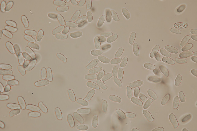 Quale Antrodia? (Antrodia albida)